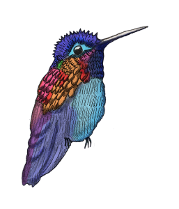 DEFENSORAS colibri